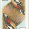 Birds of Brilliant Plummage.