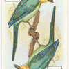 Birds of Brilliant Plummage.