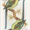 Birds of Brilliant Plummage.