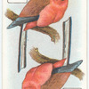 Birds of Brilliant Plummage.