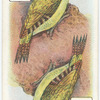 Birds of Brilliant Plummage.