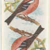 Birds of Brilliant Plummage.