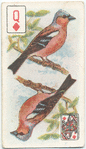 Birds of Brilliant Plummage.