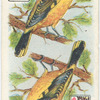 Birds of Brilliant Plummage.