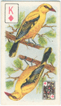 Birds of Brilliant Plummage.