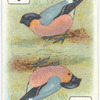 Birds of Brilliant Plummage.