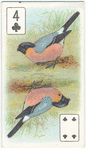 Birds of Brilliant Plummage.