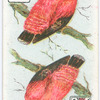 Birds of Brilliant Plummage.