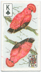 Birds of Brilliant Plummage.
