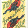 Birds of Brilliant Plummage.
