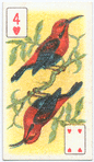 Birds of Brilliant Plummage.