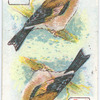 Birds of Brilliant Plummage.