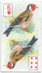 Birds of Brilliant Plummage.