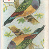 Birds of Brilliant Plummage.