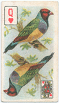 Birds of Brilliant Plummage.