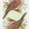 Birds of Brilliant Plummage.