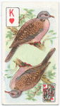 Birds of Brilliant Plummage.