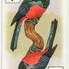 Birds of brilliant plummage.