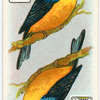 Birds of brilliant plummage.
