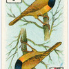Birds of brilliant plummage.