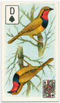 Birds of brilliant plummage.