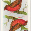 Birds of brilliant plummage.