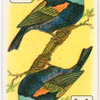 Birds of brilliant plummage.