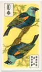 Birds of brilliant plummage.