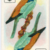 Birds of brilliant plummage.