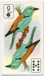 Birds of brilliant plummage.