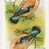 Birds of brilliant plummage.