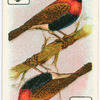 Birds of brilliant plummage.