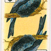 Birds of brilliant plummage.