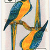 Birds of brilliant plummage.