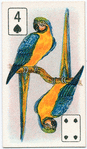 Birds of brilliant plummage.