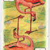 Birds of brilliant plummage.