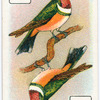 Birds of brilliant plummage.
