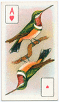 Birds of brilliant plummage.