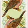 Birds of brilliant plummage.