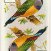 Birds of brilliant plummage.