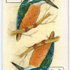 Birds of brilliant plummage.