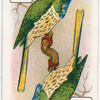 Birds of brilliant plummage.