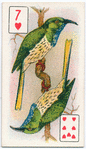 Birds of brilliant plummage.