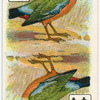 Birds of brilliant plummage.