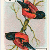 Birds of brilliant plummage.
