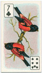 Birds of brilliant plummage.