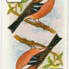 Birds of brilliant plummage.