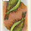 Birds of brilliant plummage.