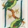 Birds of brilliant plummage.