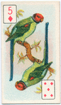 Birds of brilliant plummage.